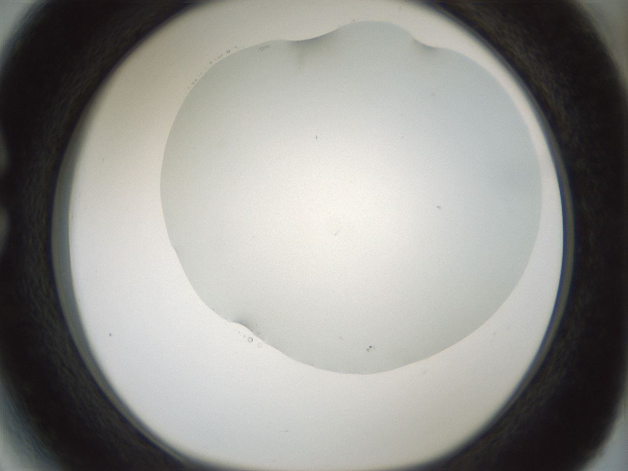 folderID354_plateID1354_batchID4707_wellNum27_profileID1_d1_r81638_ef.jpg