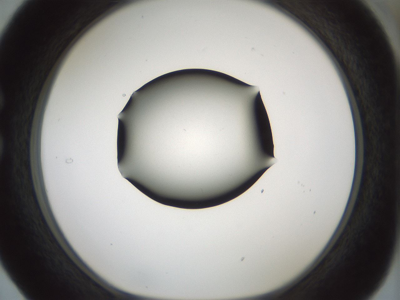 folderID354_plateID1354_batchID4707_wellNum29_profileID1_d1_r81640_ef.jpg