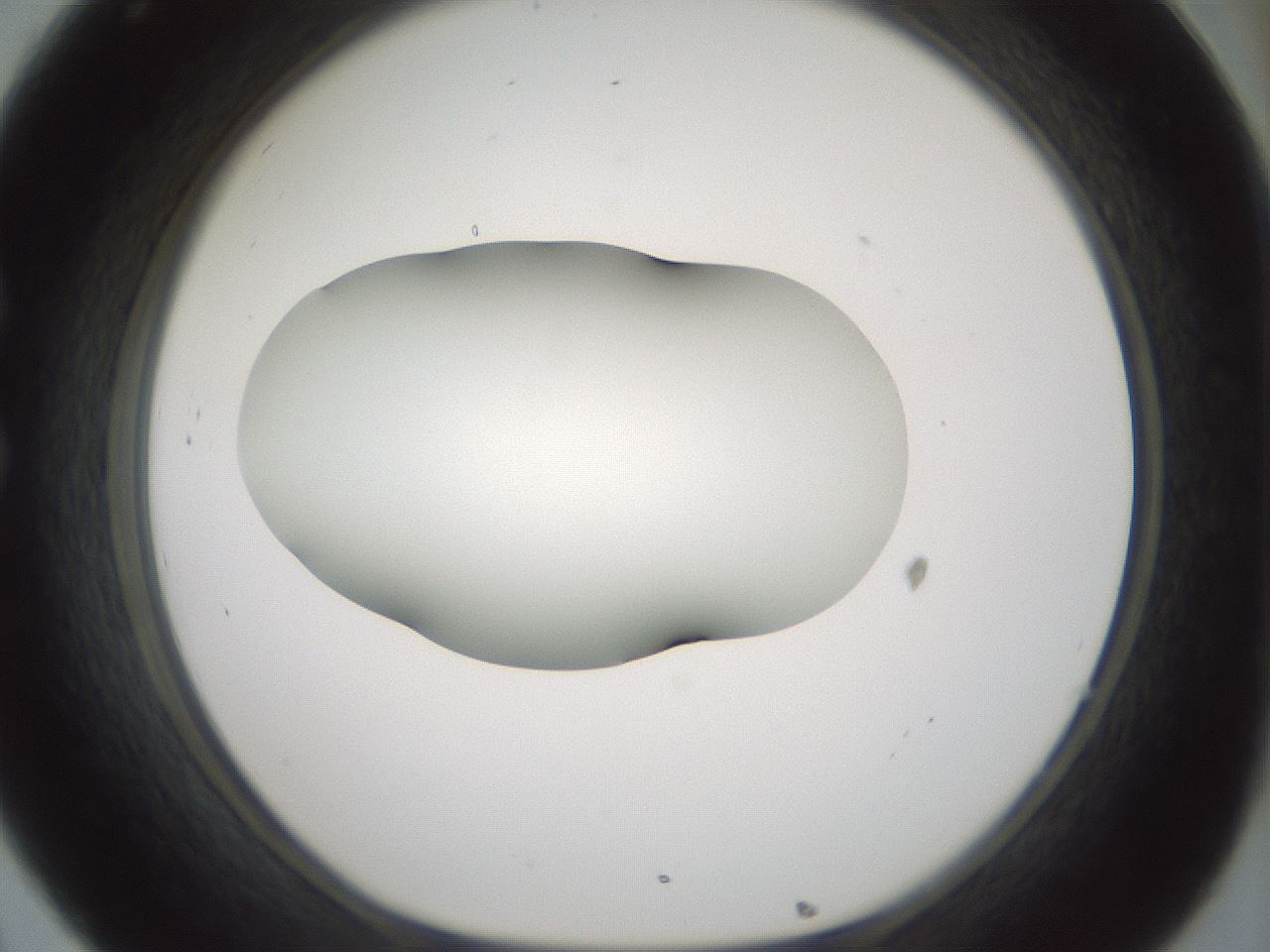 folderID354_plateID1354_batchID4707_wellNum32_profileID1_d1_r81643_ef.jpg