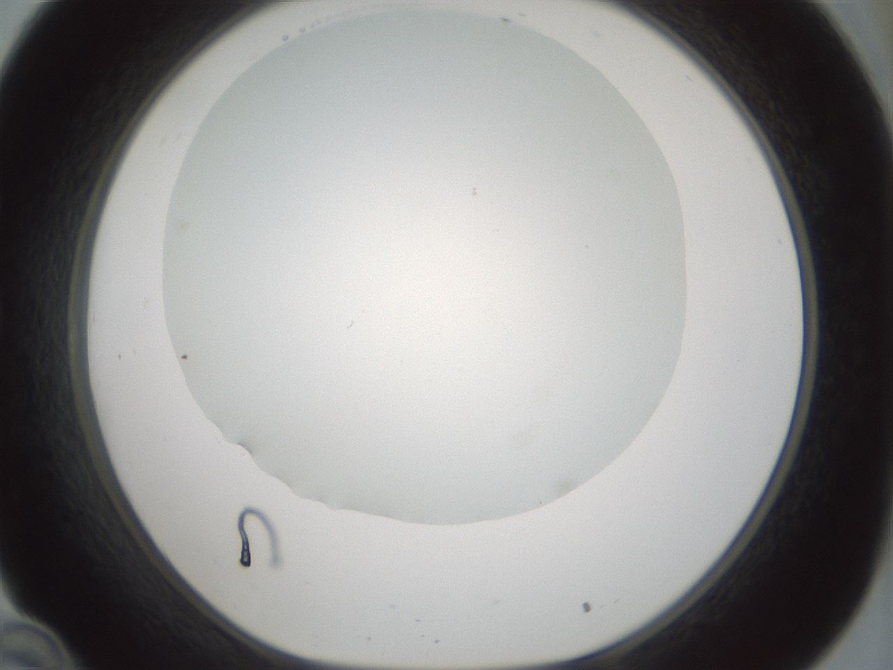 folderID354_plateID1354_batchID4707_wellNum34_profileID1_d1_r81645_ef.jpg