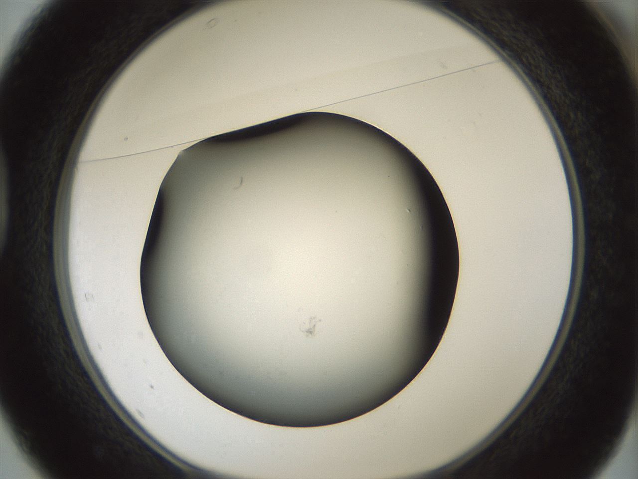 folderID354_plateID1354_batchID4707_wellNum37_profileID1_d1_r81648_ef.jpg