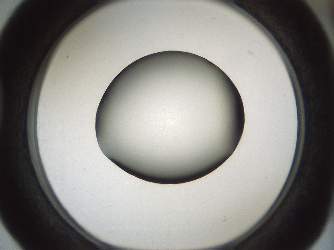 folderID354_plateID1354_batchID4707_wellNum40_profileID1_d1_r81651_ef.jpg
