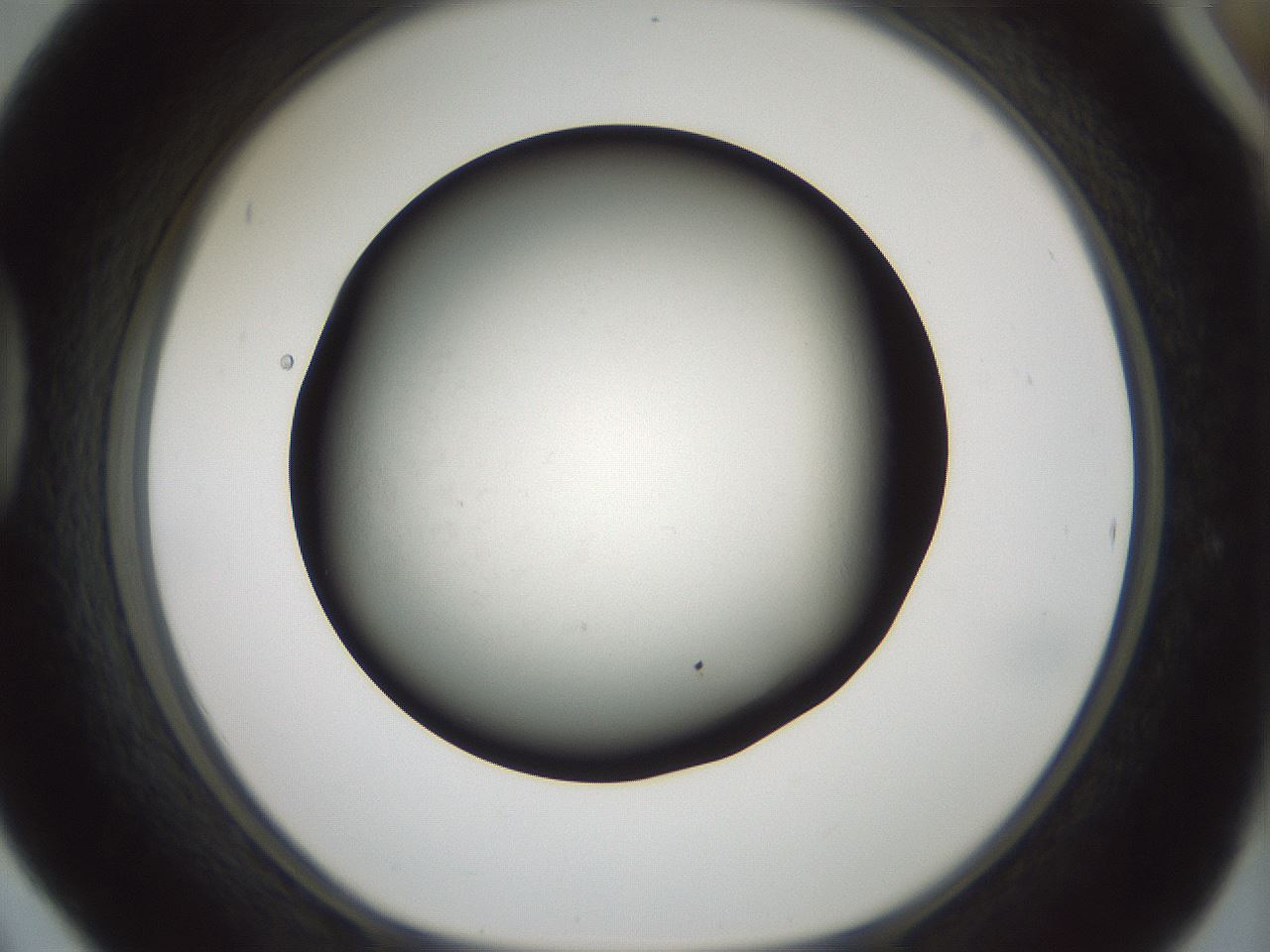 folderID354_plateID1354_batchID4707_wellNum42_profileID1_d1_r81653_ef.jpg