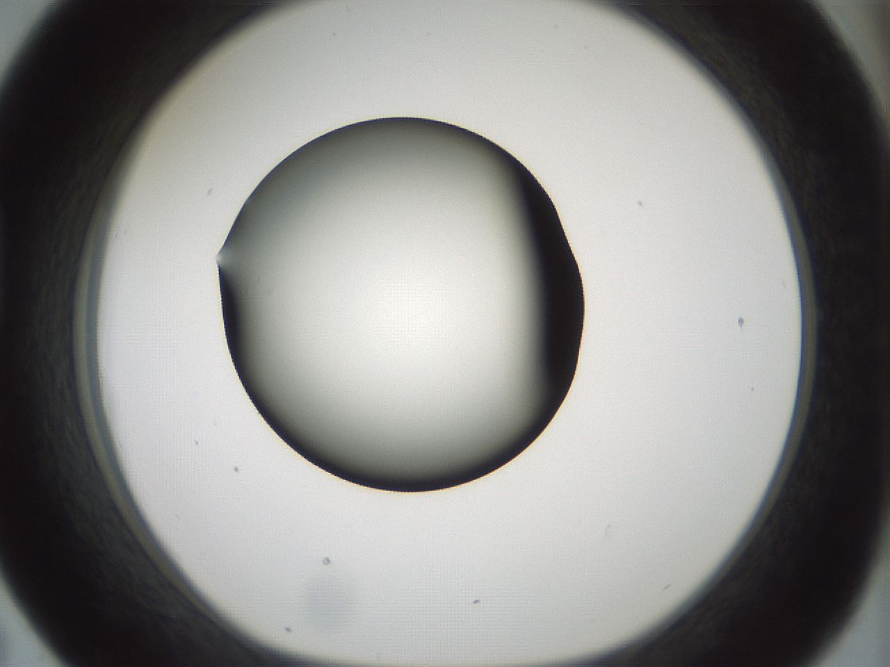 folderID354_plateID1354_batchID4707_wellNum43_profileID1_d1_r81654_ef.jpg