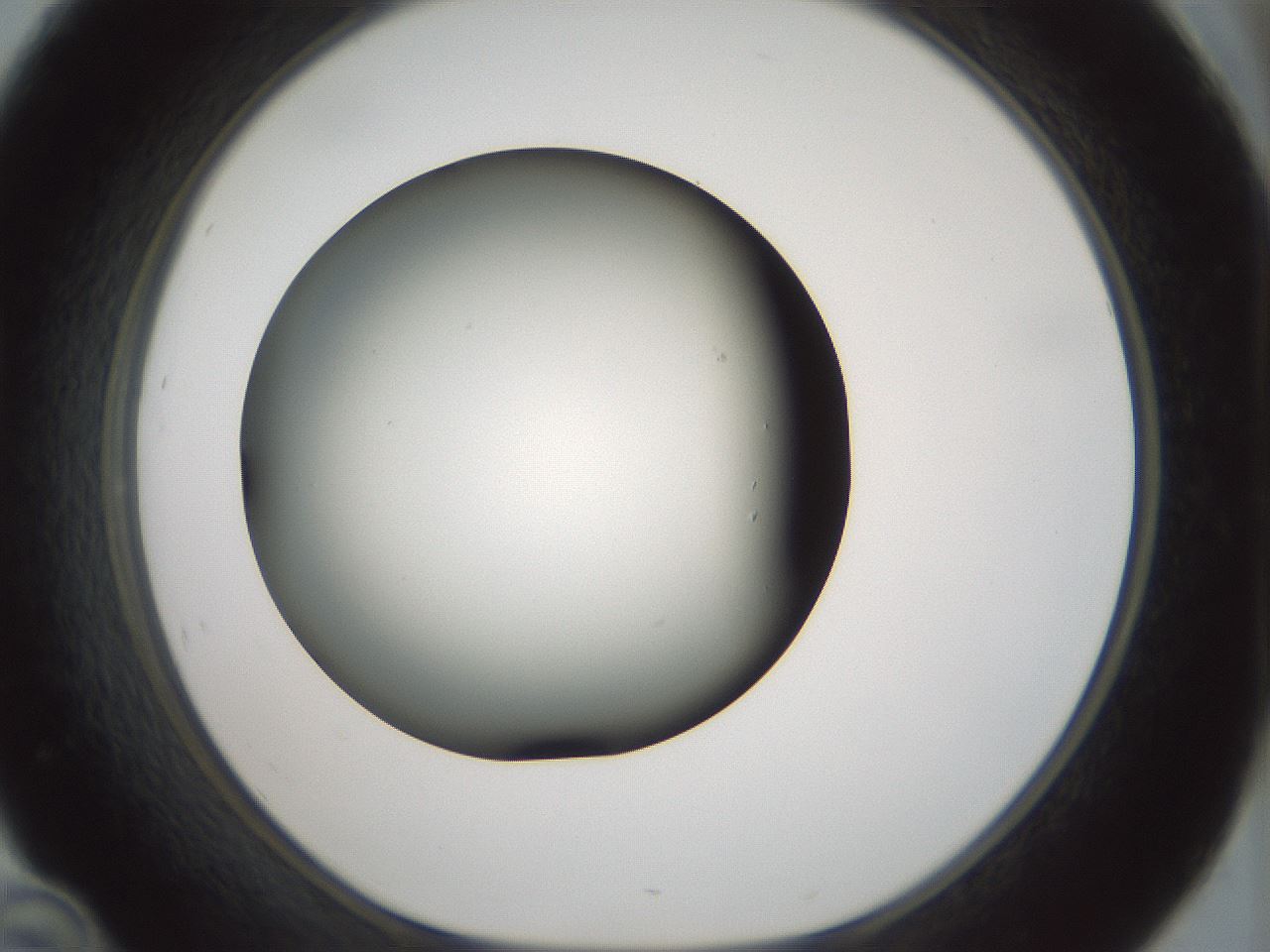 folderID354_plateID1354_batchID4707_wellNum46_profileID1_d1_r81657_ef.jpg