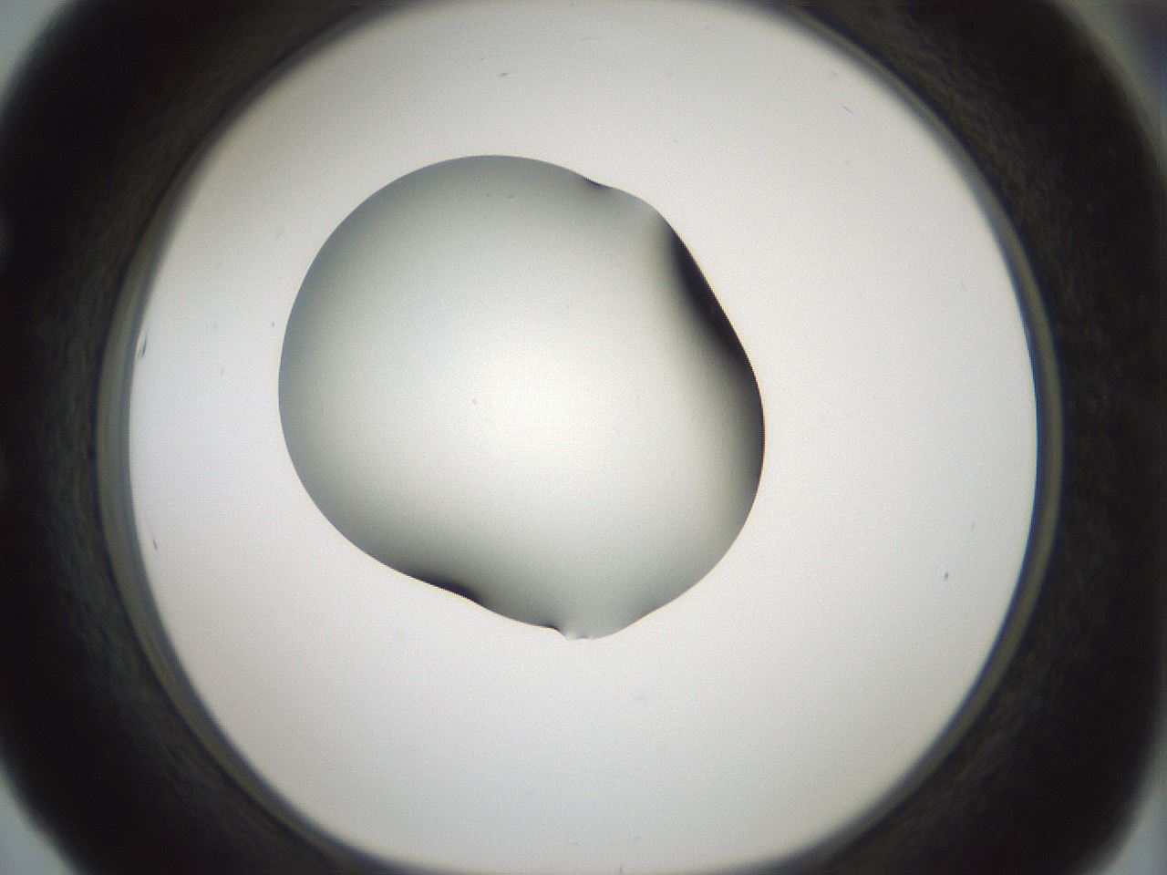 folderID354_plateID1354_batchID4707_wellNum53_profileID1_d1_r81664_ef.jpg