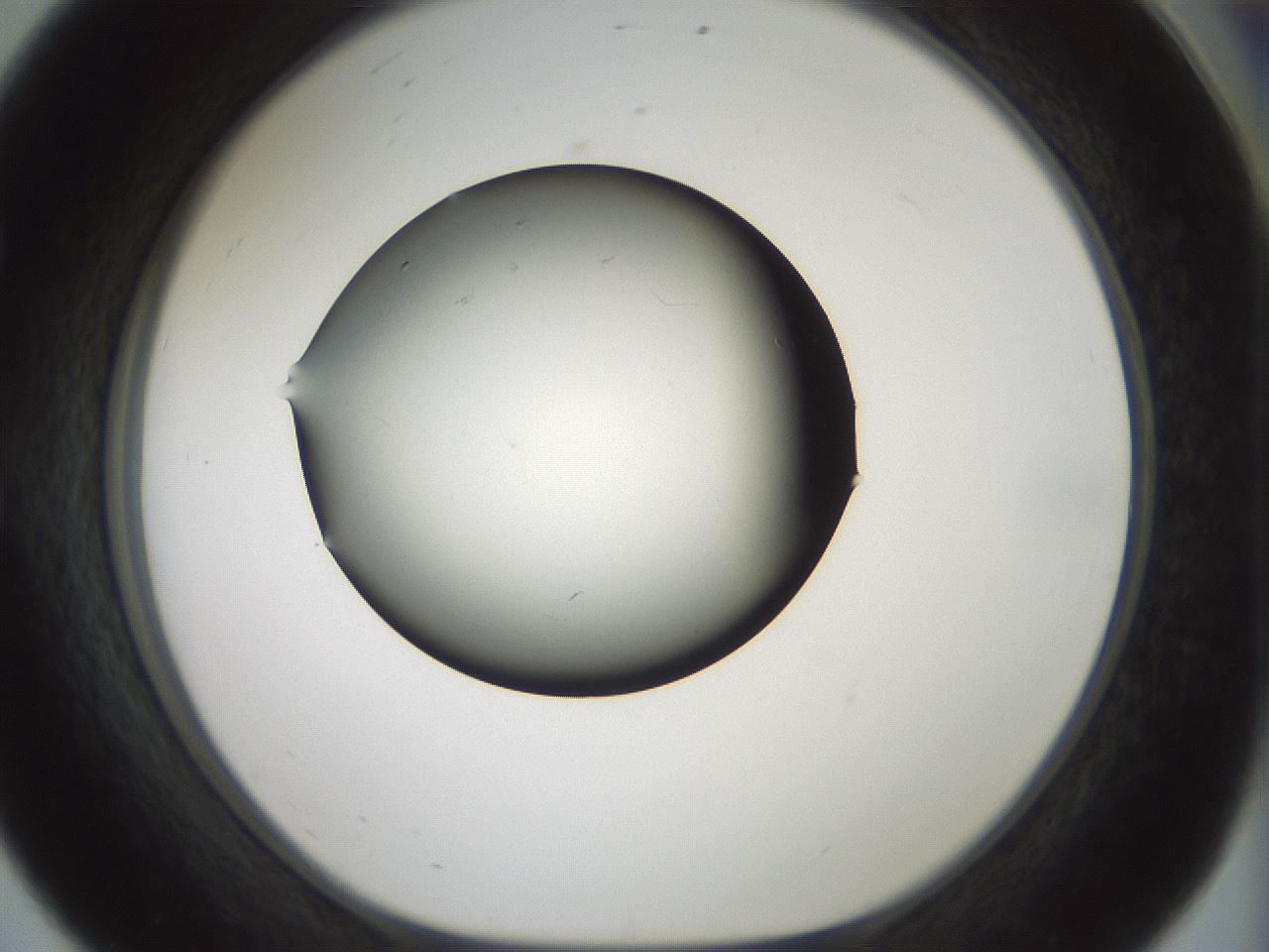 folderID354_plateID1354_batchID4707_wellNum56_profileID1_d1_r81667_ef.jpg