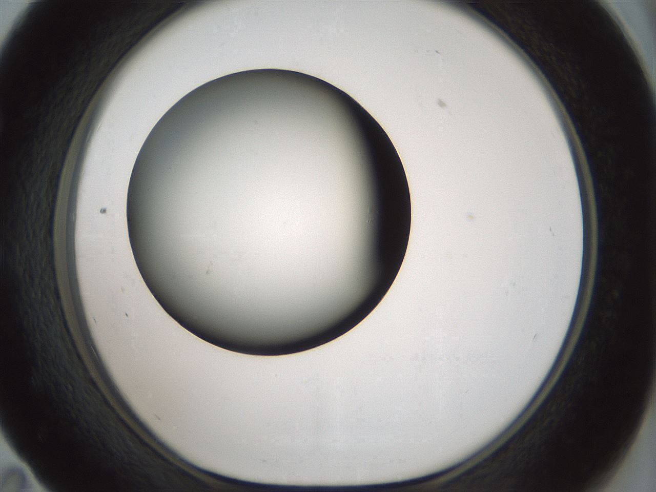 folderID354_plateID1354_batchID4707_wellNum59_profileID1_d1_r81670_ef.jpg