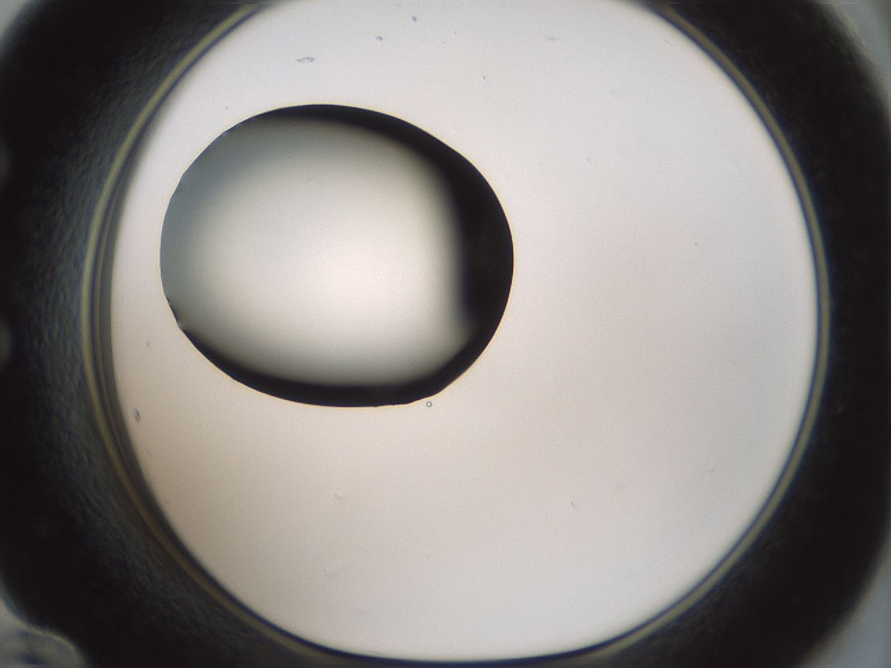 folderID354_plateID1354_batchID4707_wellNum60_profileID1_d1_r81671_ef.jpg