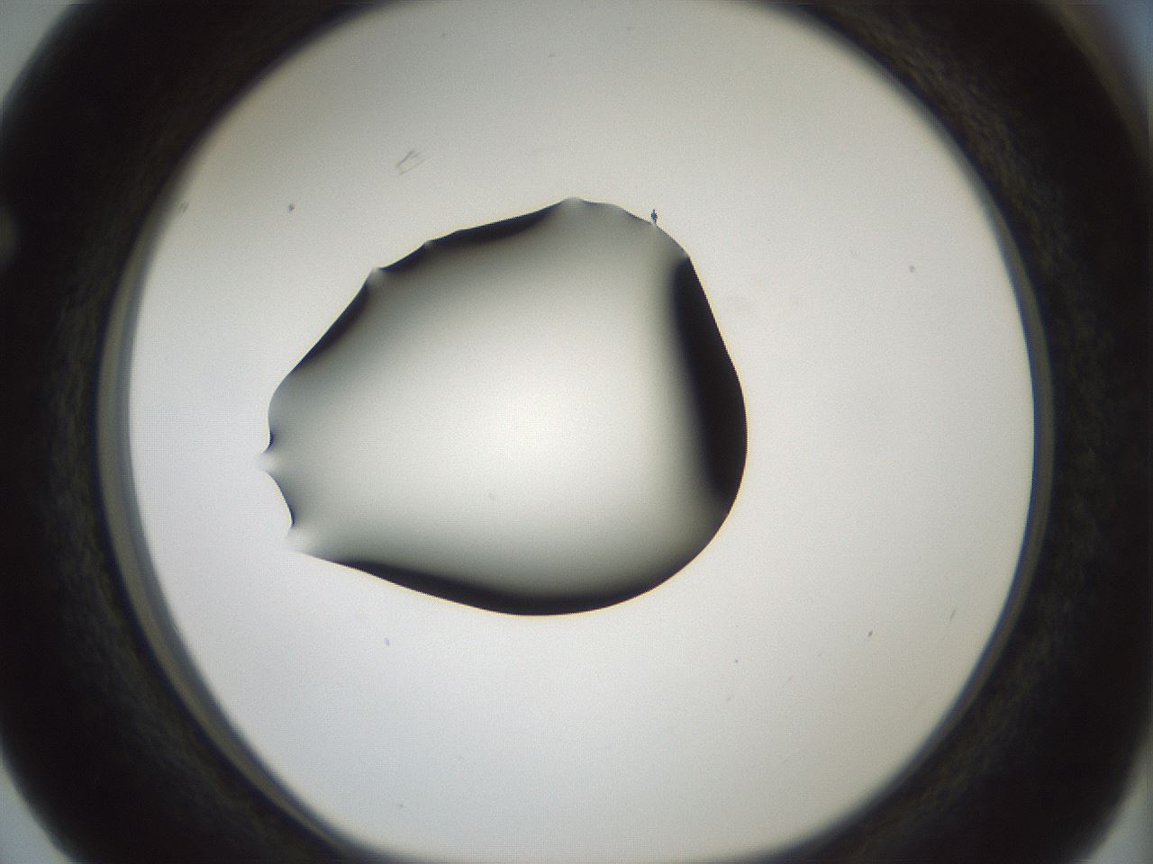 folderID354_plateID1354_batchID4707_wellNum63_profileID1_d1_r81674_ef.jpg