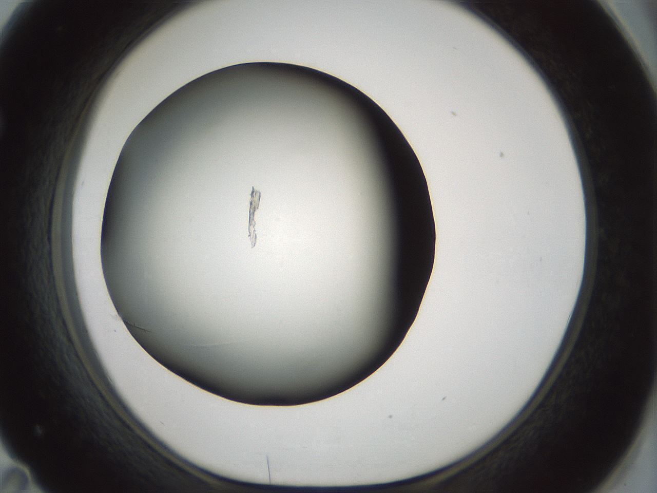 folderID354_plateID1354_batchID4707_wellNum71_profileID1_d1_r81682_ef.jpg