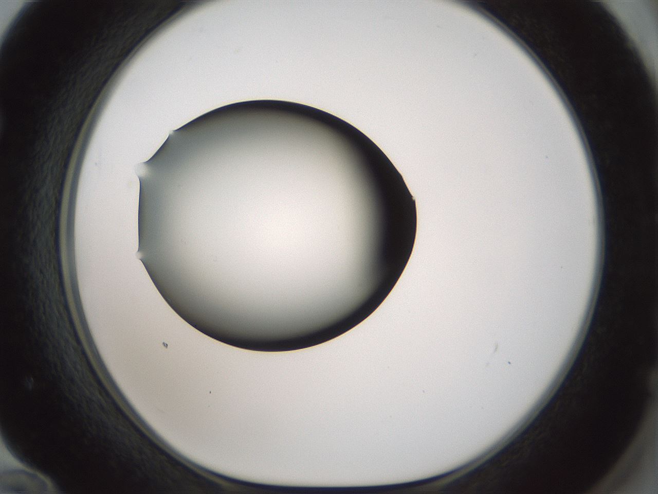folderID354_plateID1354_batchID4707_wellNum72_profileID1_d1_r81683_ef.jpg