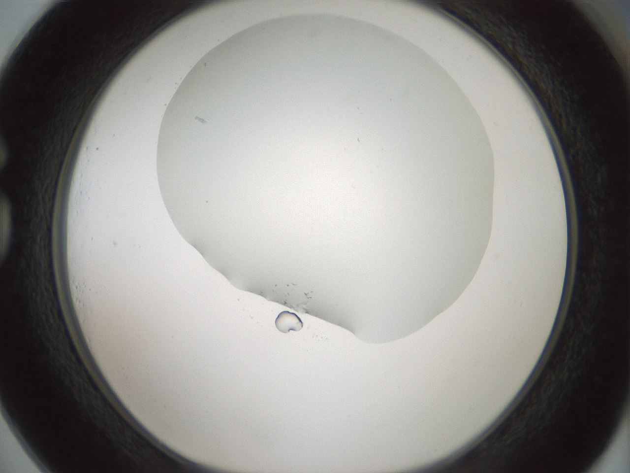 folderID354_plateID1354_batchID4707_wellNum73_profileID1_d1_r81684_ef.jpg