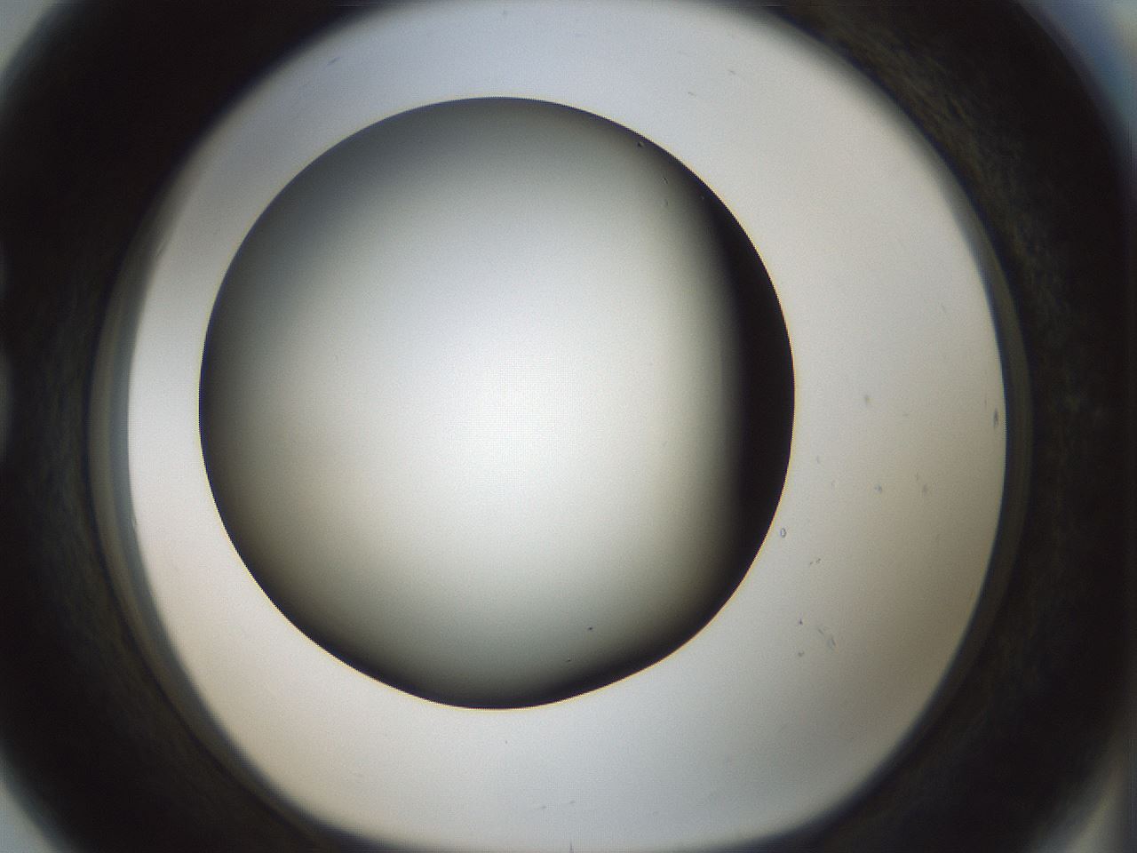 folderID354_plateID1354_batchID4707_wellNum80_profileID1_d1_r81691_ef.jpg