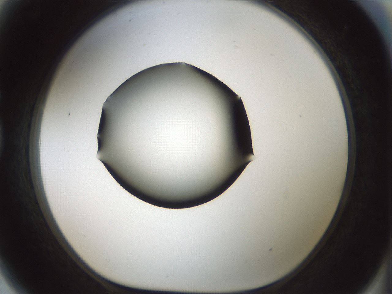 folderID354_plateID1354_batchID4707_wellNum81_profileID1_d1_r81692_ef.jpg