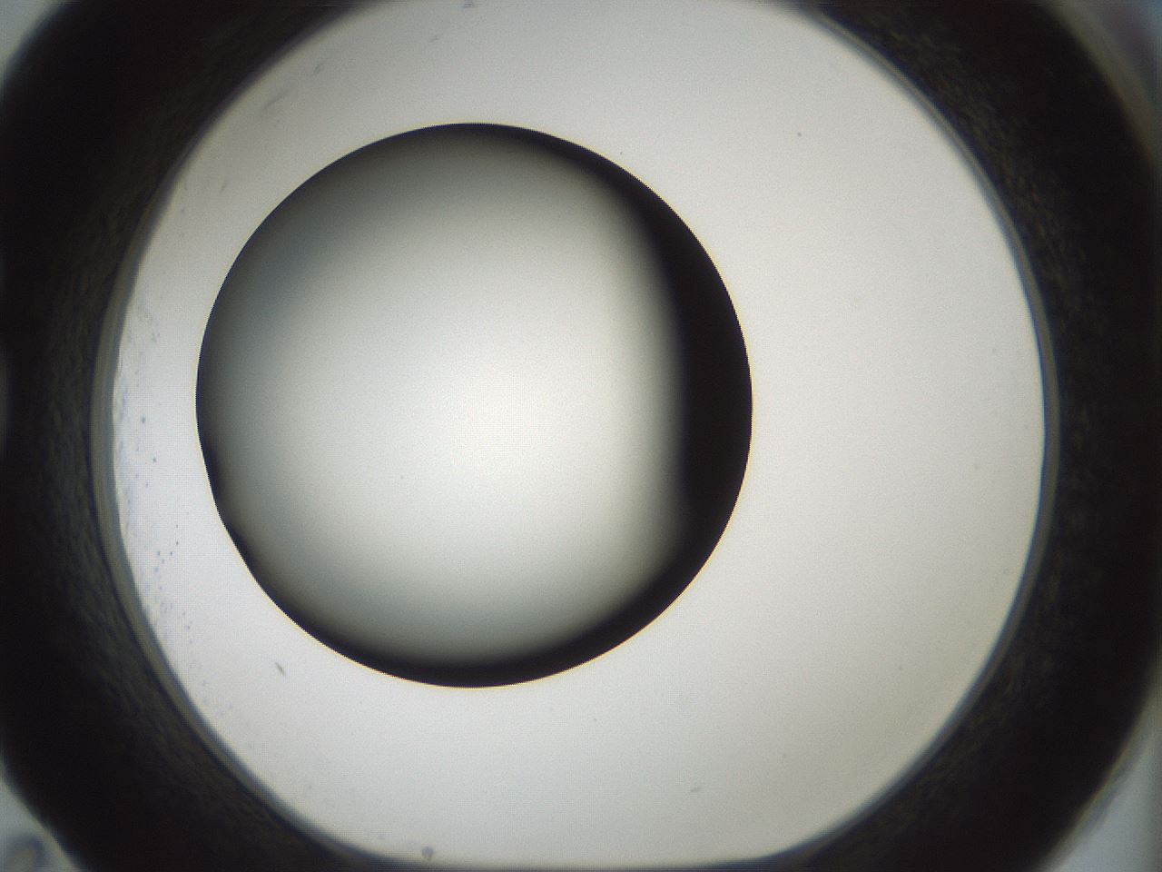 folderID354_plateID1354_batchID4707_wellNum83_profileID1_d1_r81694_ef.jpg