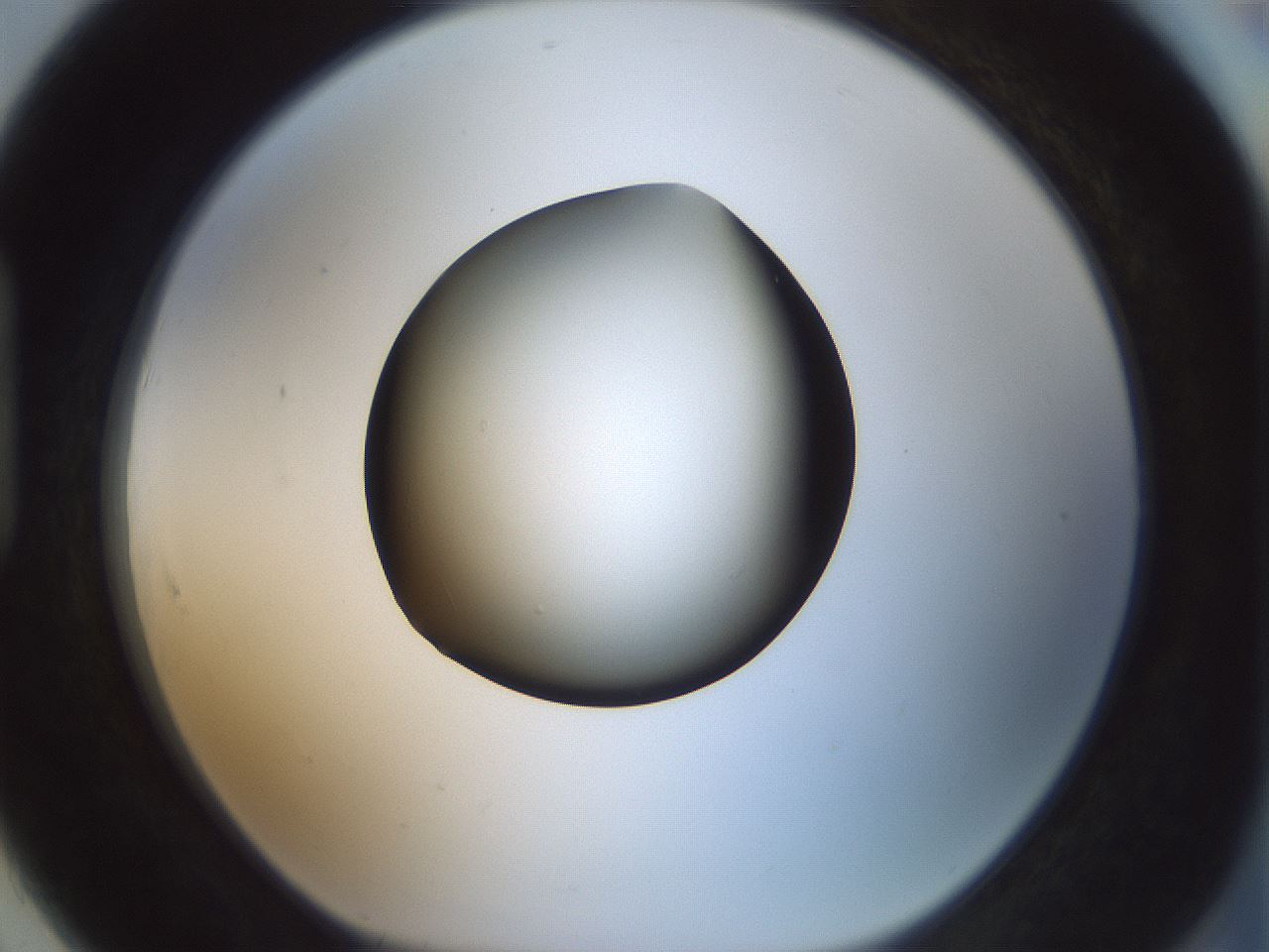 folderID354_plateID1354_batchID4707_wellNum91_profileID1_d1_r81702_ef.jpg