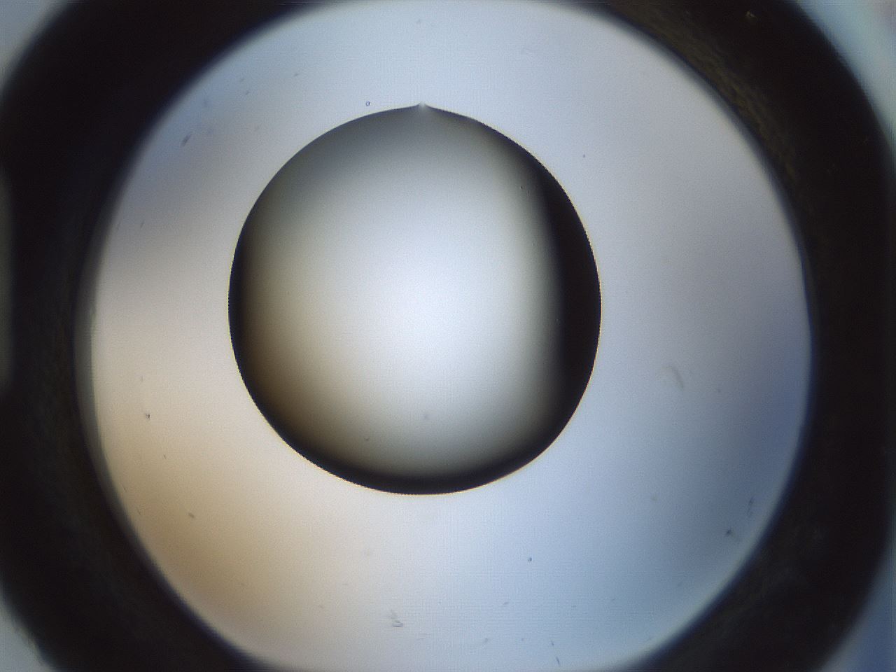 folderID354_plateID1354_batchID4707_wellNum92_profileID1_d1_r81703_ef.jpg