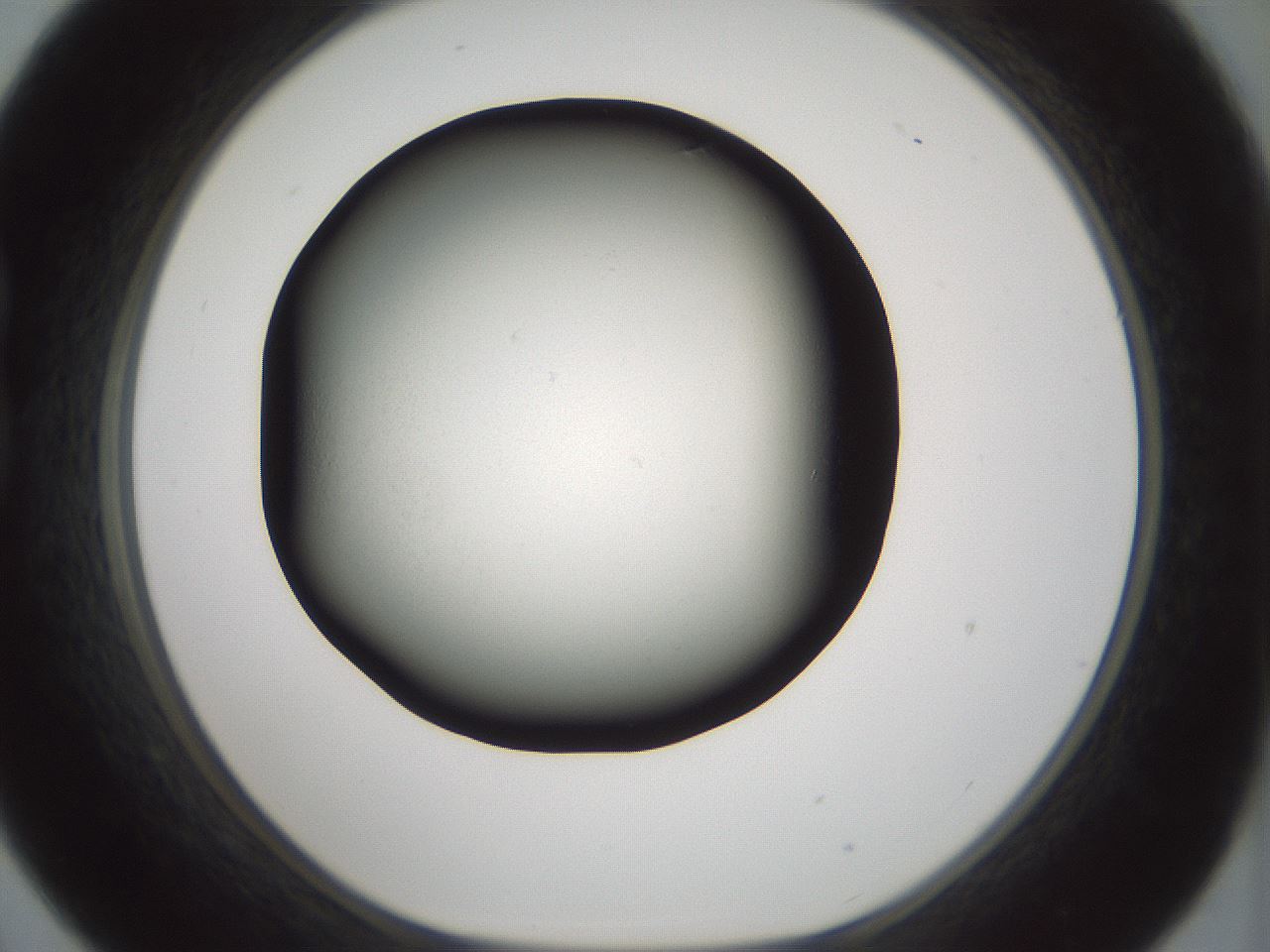 folderID358_plateID1358_batchID4717_wellNum21_profileID1_d1_r82208_ef.jpg