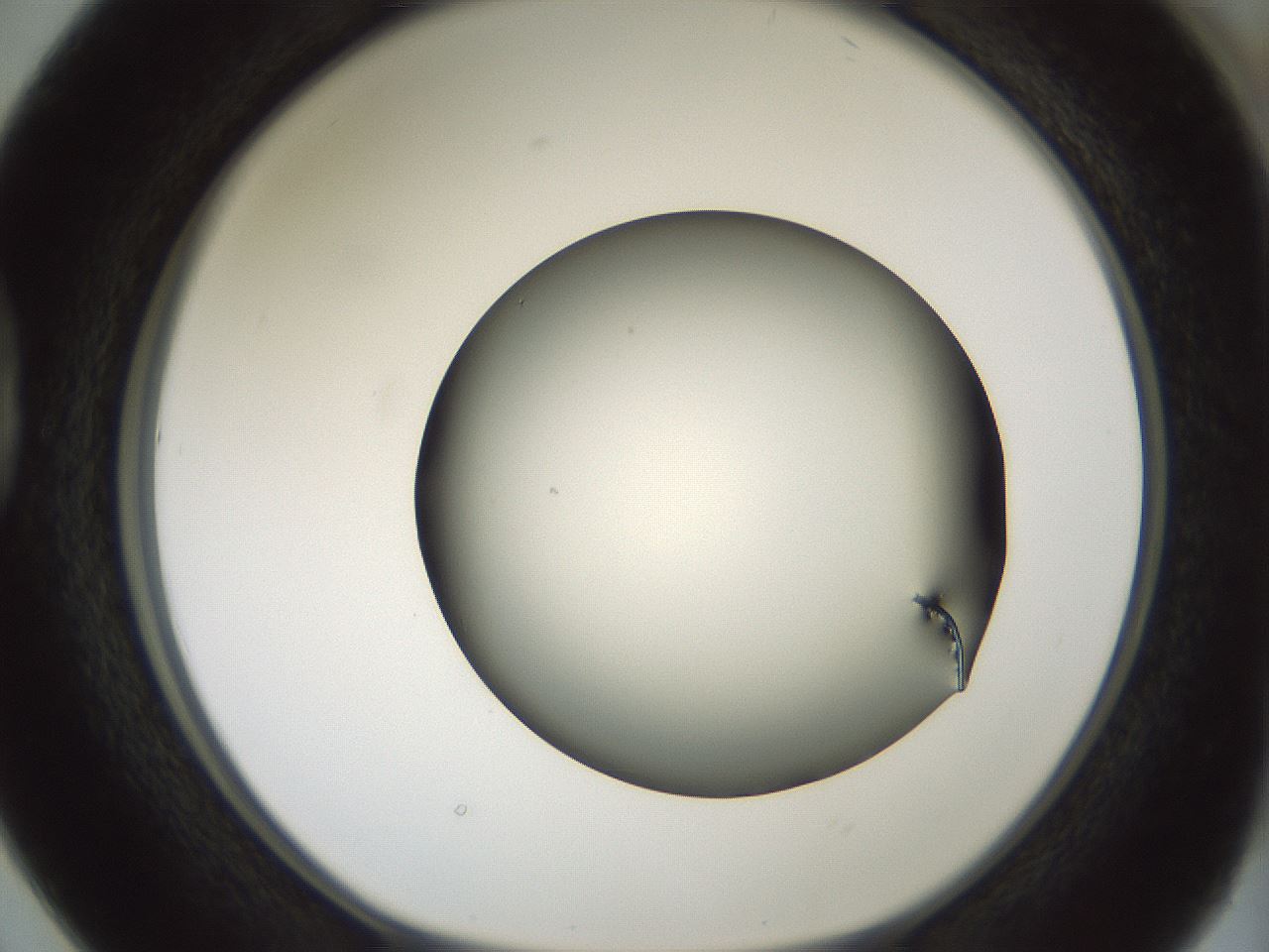 folderID358_plateID1358_batchID4717_wellNum38_profileID1_d1_r82225_ef.jpg