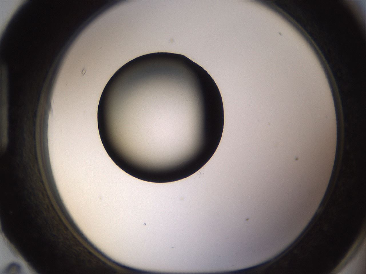 folderID356_plateID1356_batchID4715_wellNum95_profileID1_d1_r82090_ef.jpg