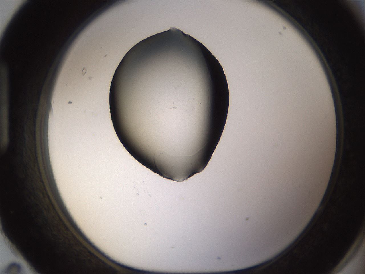 folderID357_plateID1357_batchID4714_wellNum95_profileID1_d1_r81994_ef.jpg