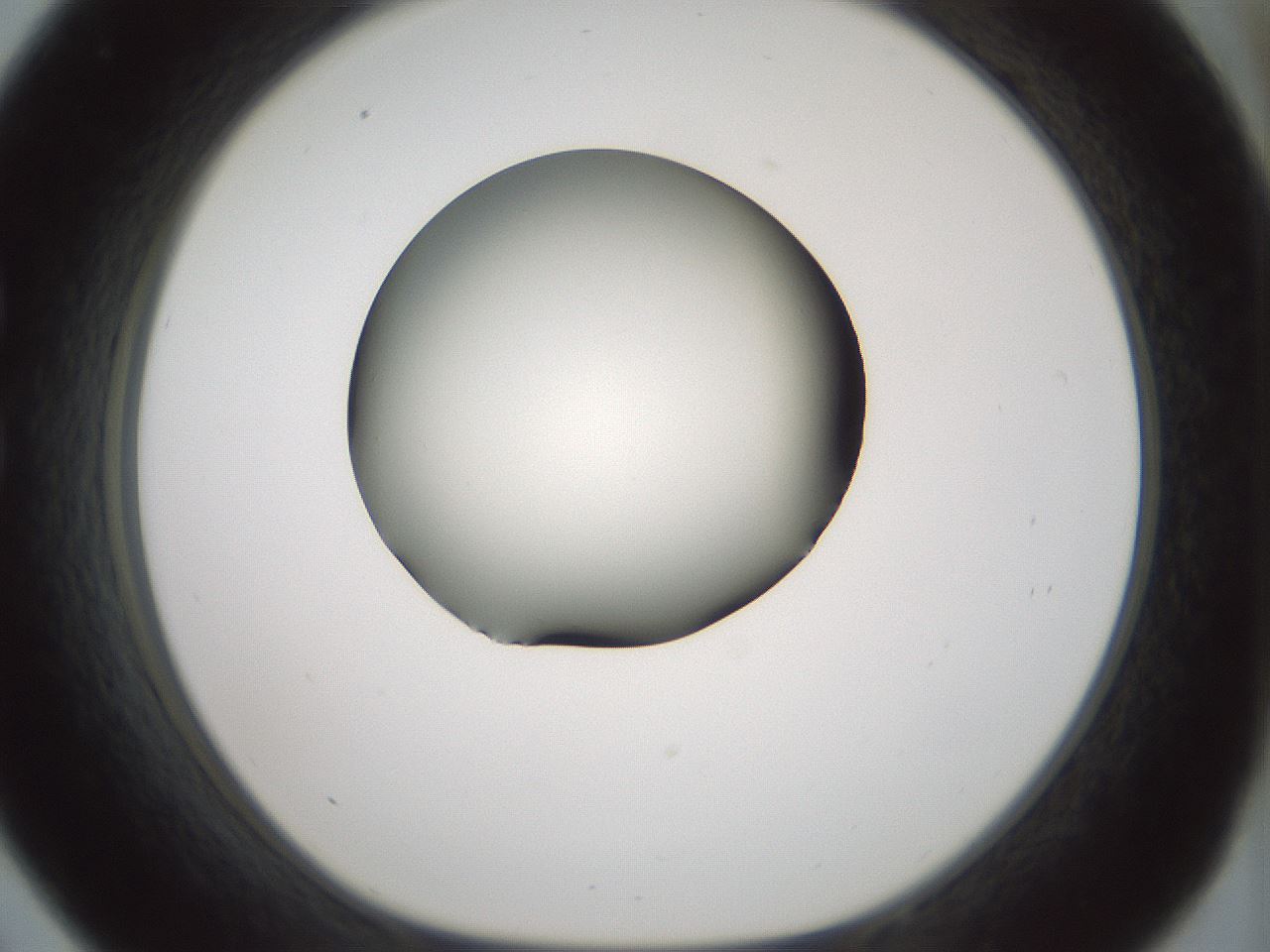 folderID358_plateID1358_batchID4717_wellNum33_profileID1_d1_r82220_ef.jpg