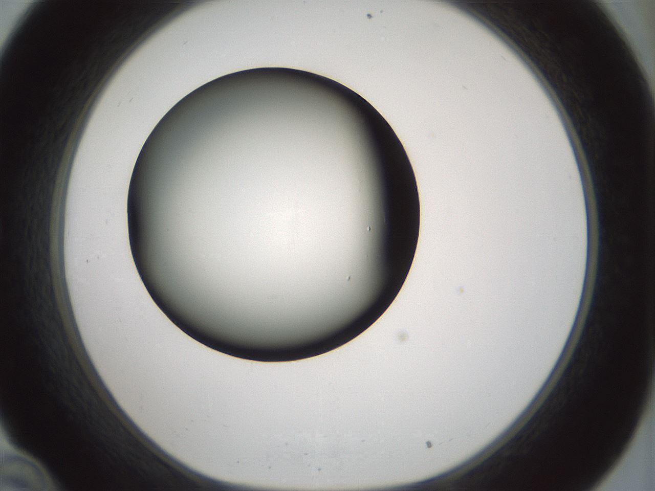 folderID358_plateID1358_batchID4717_wellNum34_profileID1_d1_r82221_ef.jpg