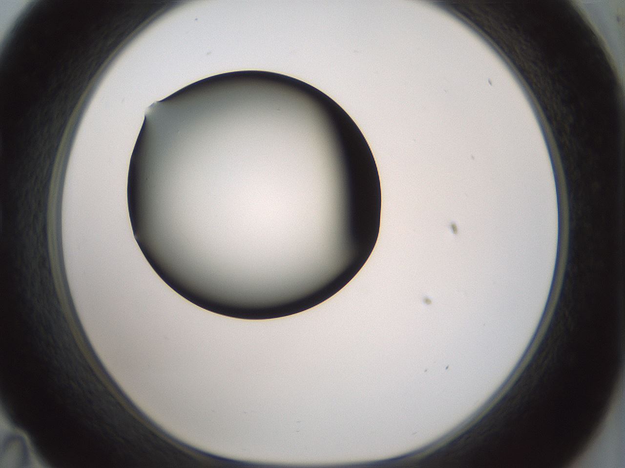 folderID358_plateID1358_batchID4717_wellNum35_profileID1_d1_r82222_ef.jpg