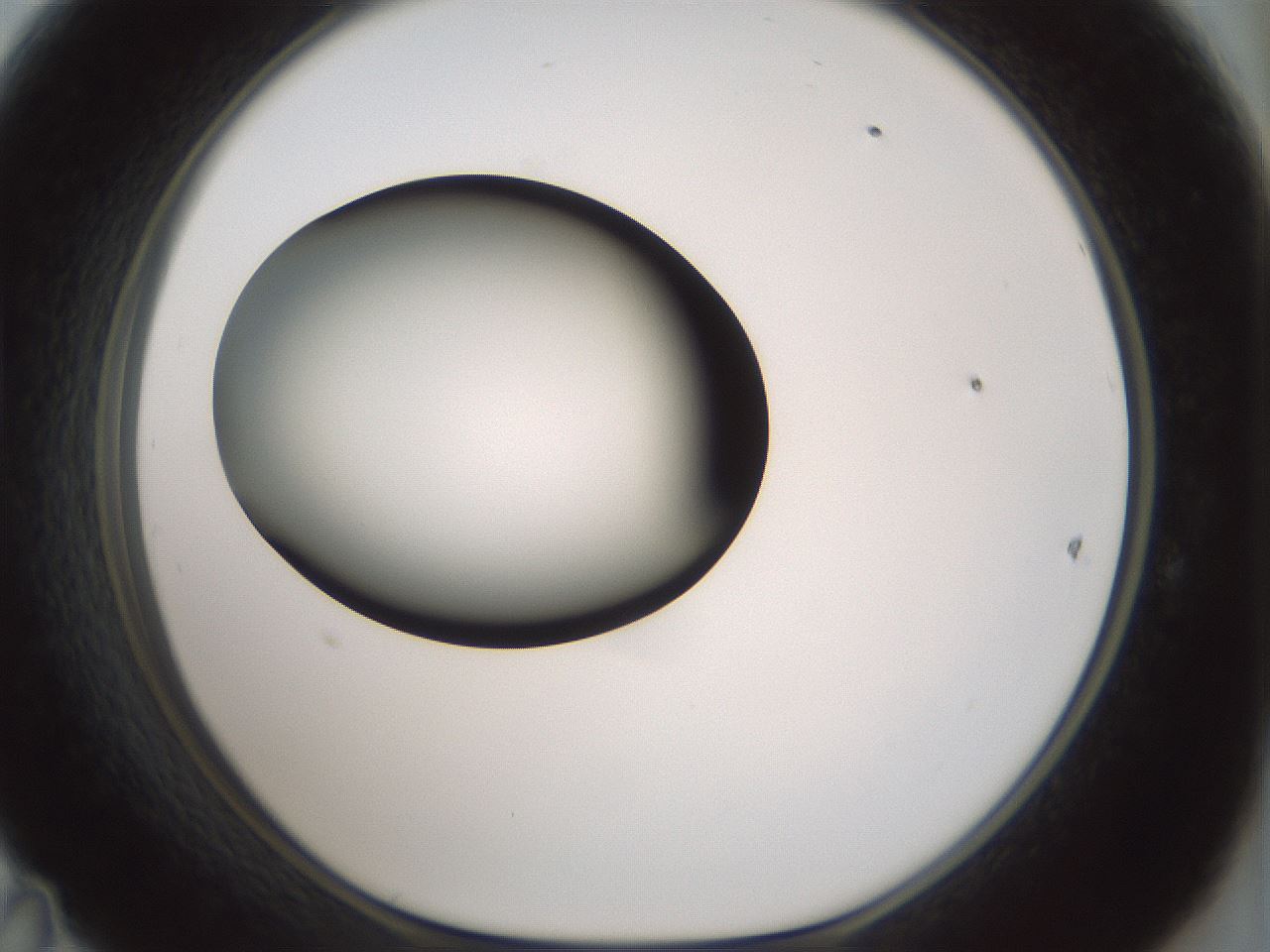 folderID358_plateID1358_batchID4717_wellNum47_profileID1_d1_r82234_ef.jpg