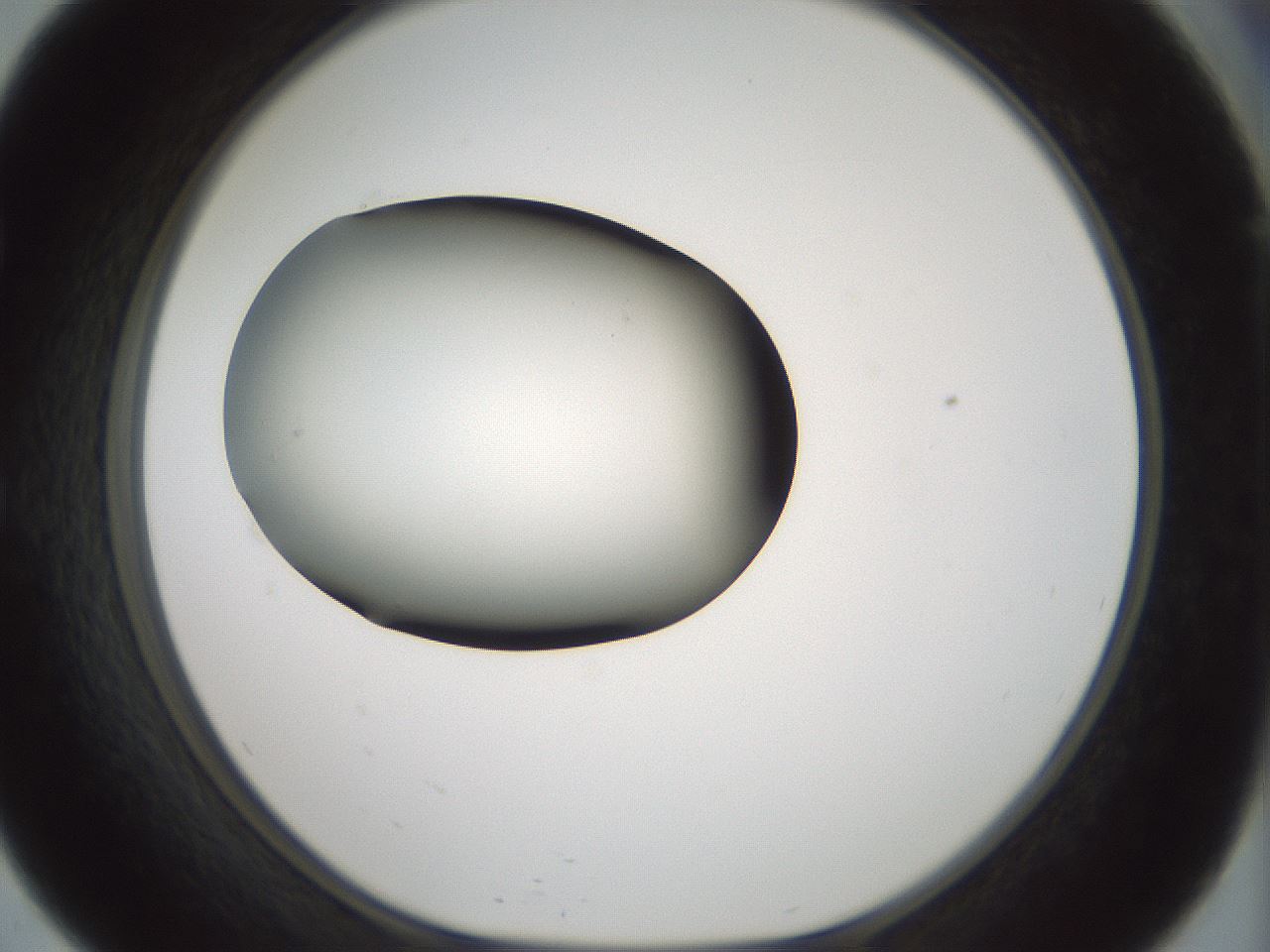 folderID358_plateID1358_batchID4717_wellNum57_profileID1_d1_r82244_ef.jpg