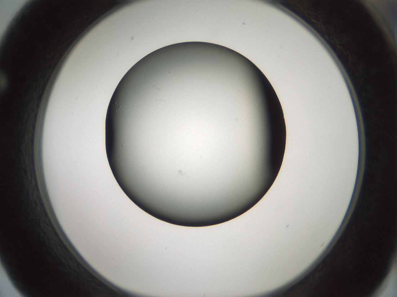 folderID358_plateID1358_batchID4717_wellNum62_profileID1_d1_r82249_ef.jpg