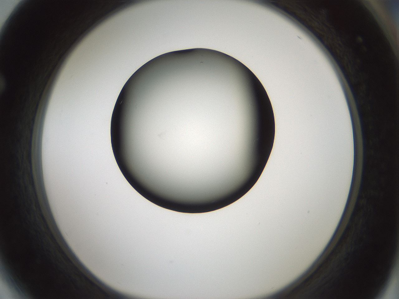 folderID358_plateID1358_batchID4717_wellNum64_profileID1_d1_r82251_ef.jpg