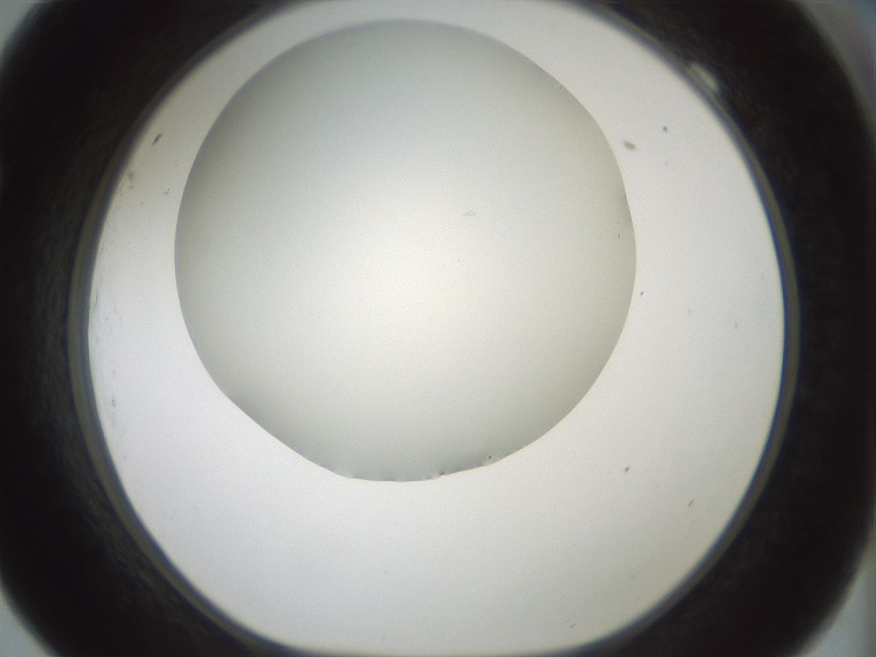 folderID358_plateID1358_batchID4717_wellNum69_profileID1_d1_r82256_ef.jpg