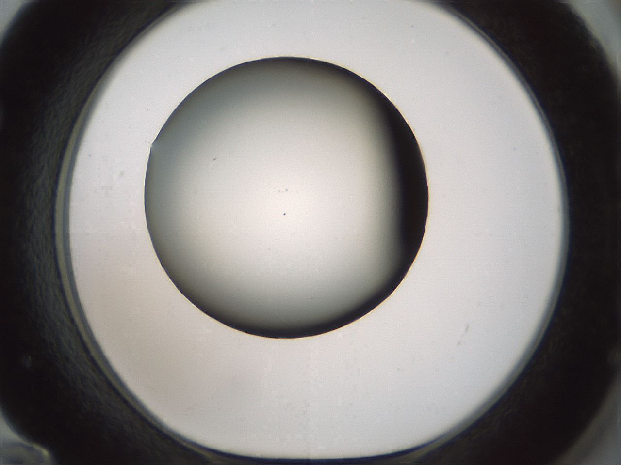 folderID358_plateID1358_batchID4717_wellNum72_profileID1_d1_r82259_ef.jpg