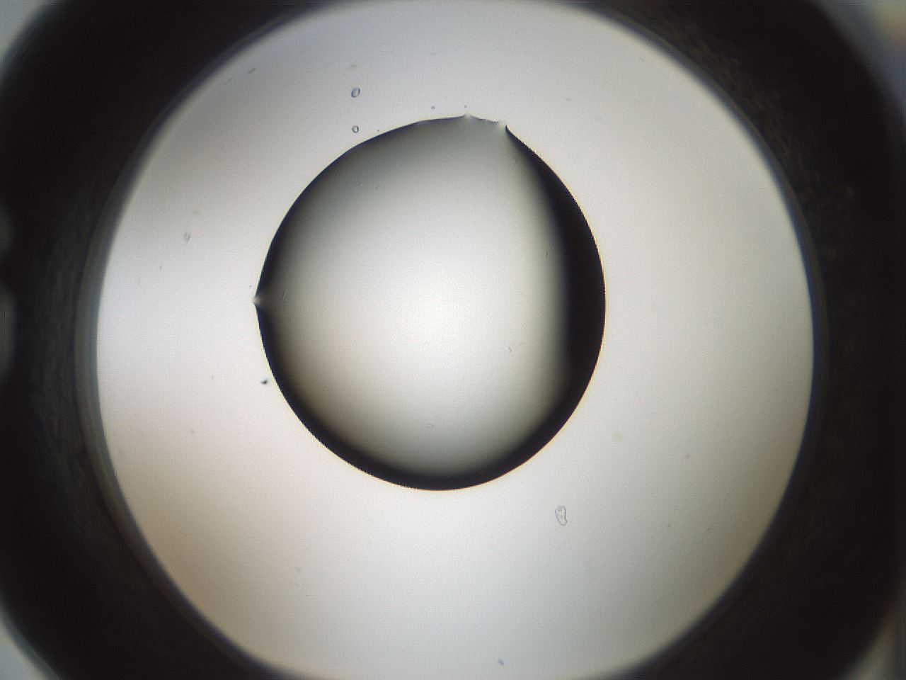 folderID358_plateID1358_batchID4717_wellNum78_profileID1_d1_r82265_ef.jpg