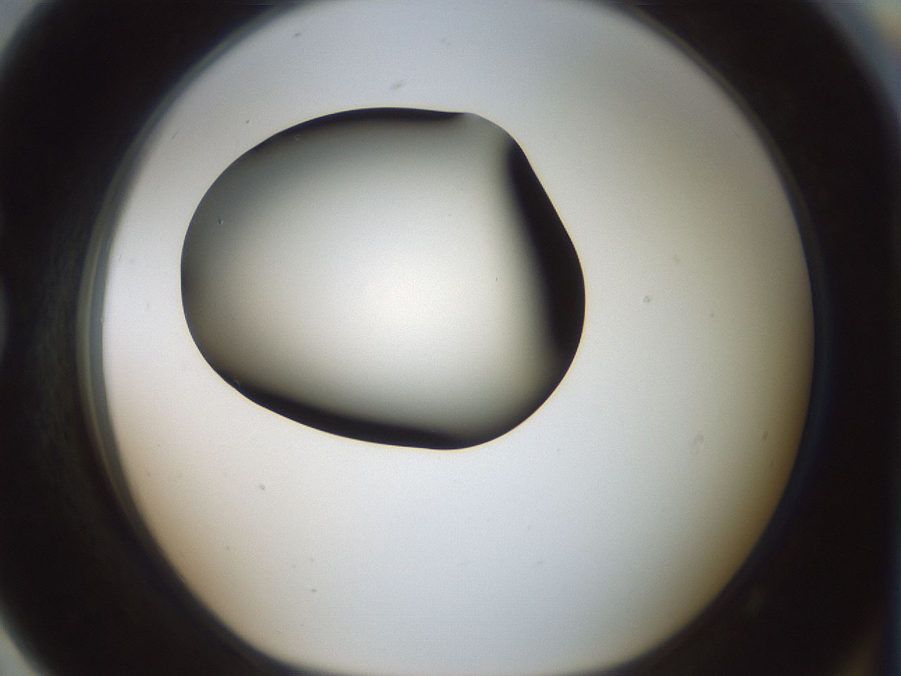 folderID358_plateID1358_batchID4717_wellNum79_profileID1_d1_r82266_ef.jpg
