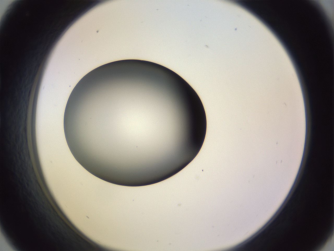 folderID359_plateID1359_batchID4716_wellNum33_profileID1_d1_r82124_ef.jpg