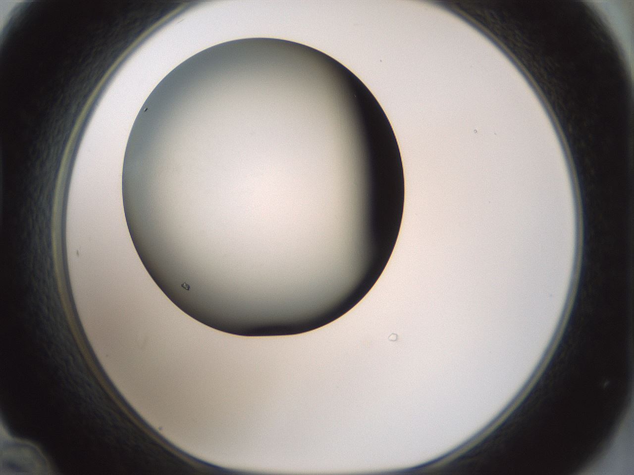 folderID358_plateID1358_batchID4717_wellNum48_profileID1_d1_r82235_ef.jpg