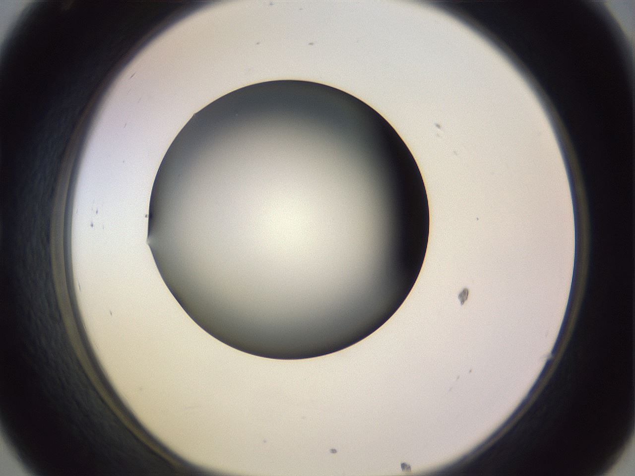 folderID366_plateID1366_batchID4730_wellNum32_profileID1_d1_r82895_ef.jpg