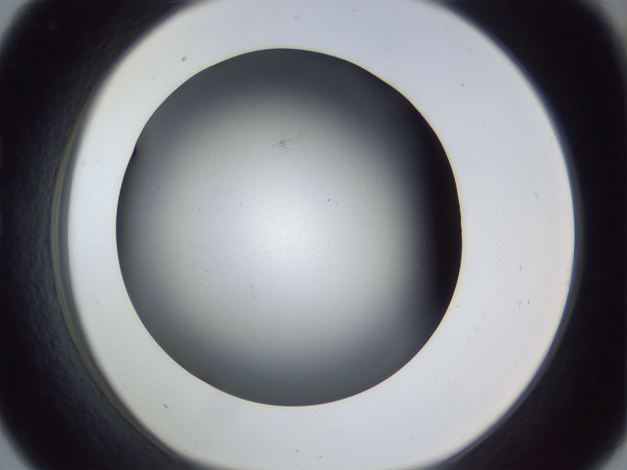 folderID369_plateID1369_batchID4733_wellNum33_profileID1_d1_r83280_ef.jpg