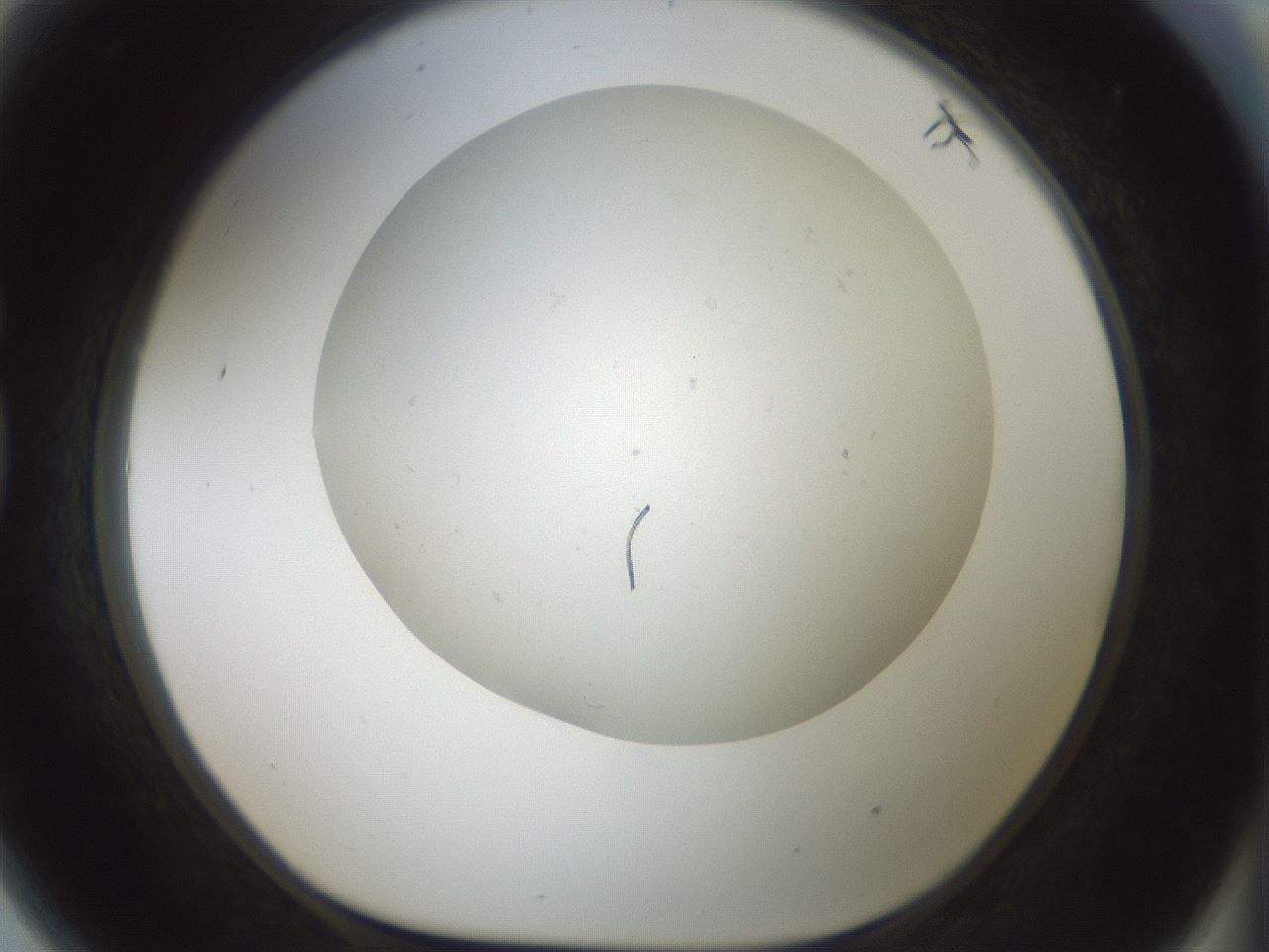 folderID370_plateID1370_batchID4736_wellNum81_profileID1_d1_r83616_ef.jpg