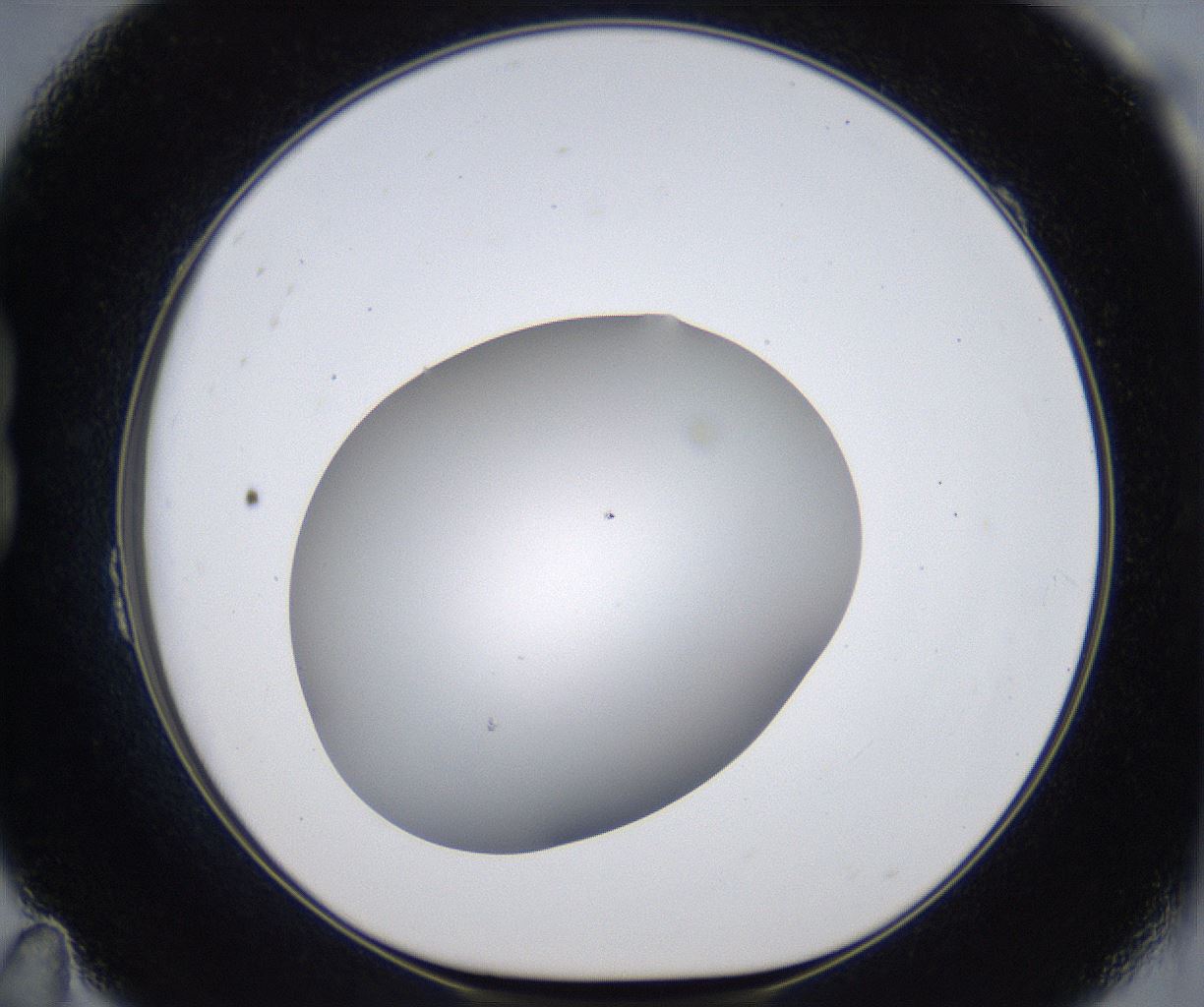 folderID373_plateID2373_batchID11191_wellNum23_profileID1_d1_r175289_ef.jpg