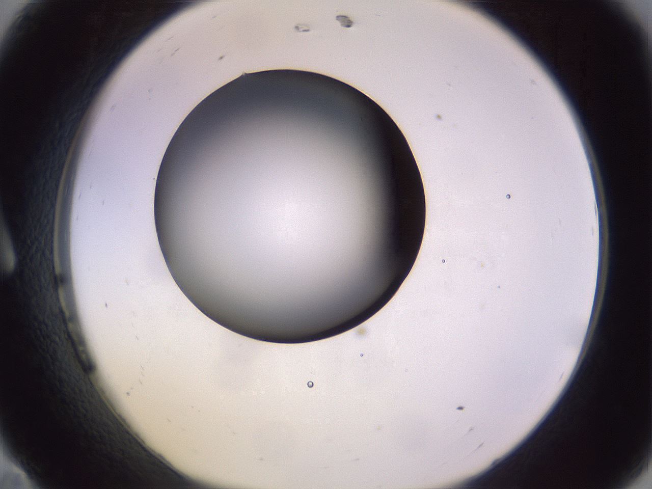 folderID359_plateID1359_batchID4716_wellNum11_profileID1_d1_r82102_ef.jpg