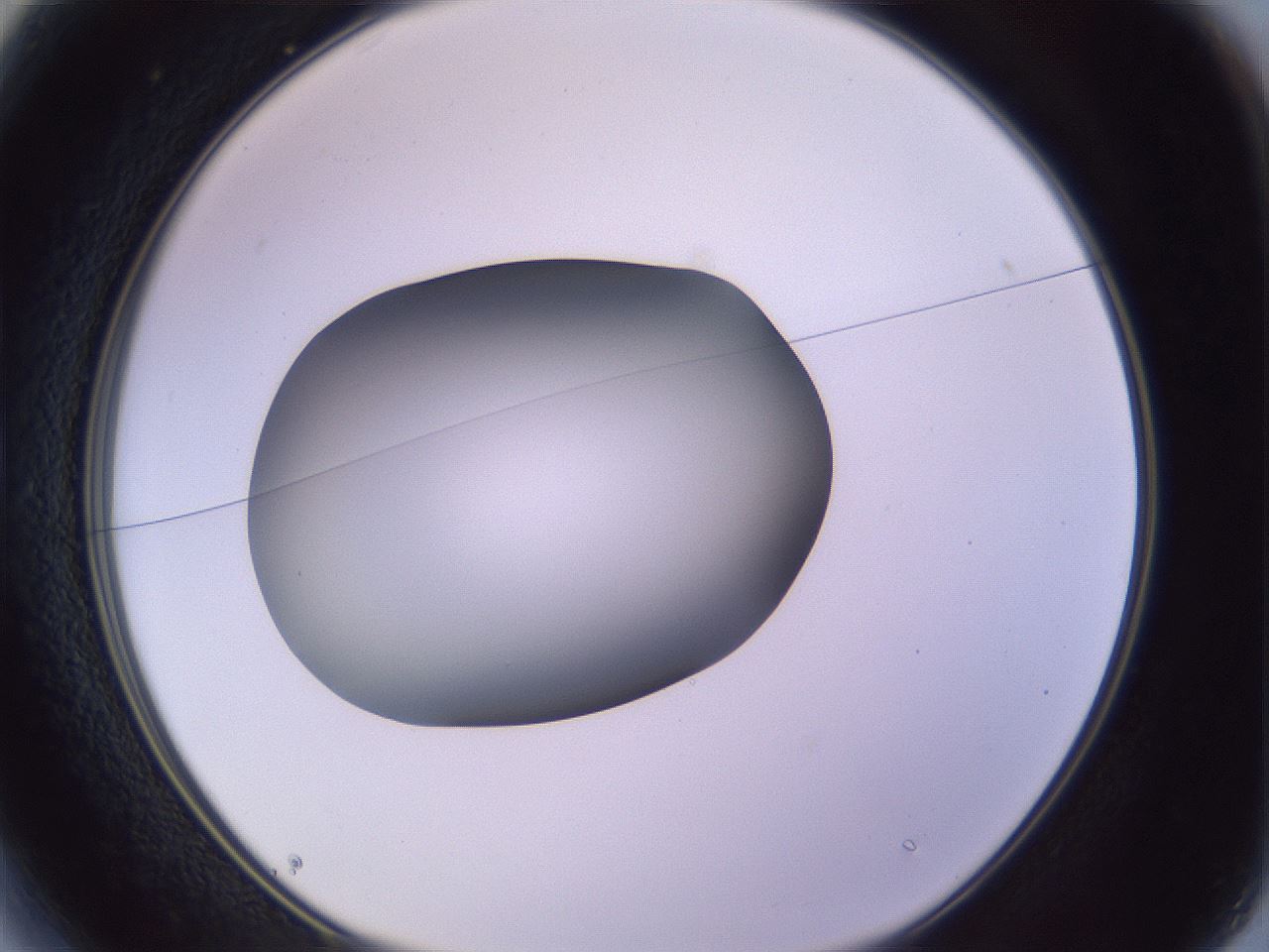 folderID359_plateID1359_batchID4716_wellNum13_profileID1_d1_r82104_ef.jpg