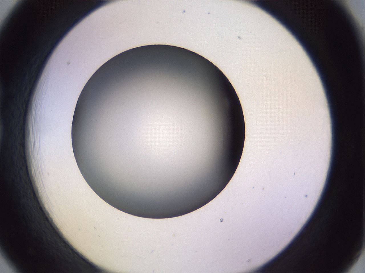 folderID359_plateID1359_batchID4716_wellNum18_profileID1_d1_r82109_ef.jpg
