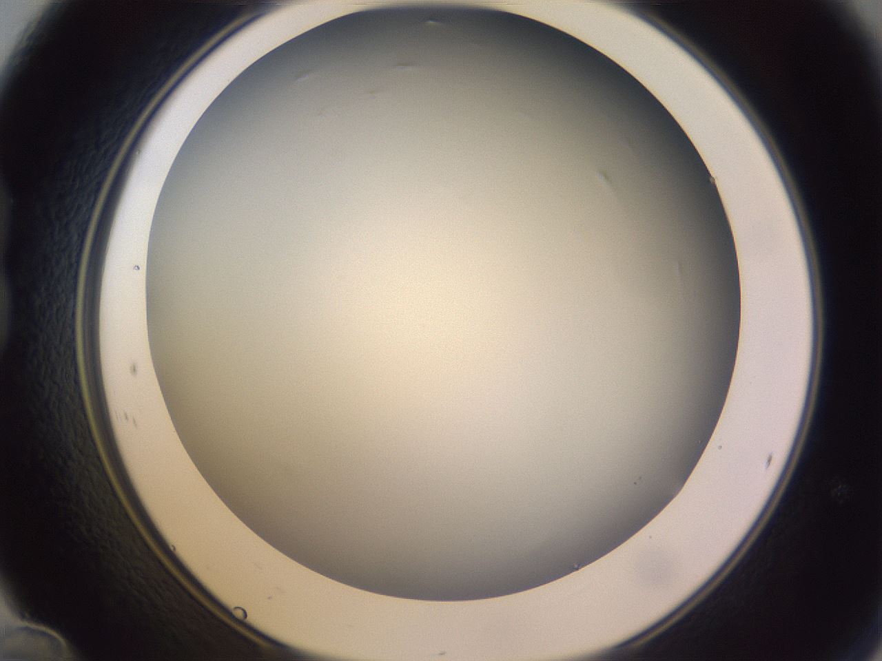 folderID359_plateID1359_batchID4716_wellNum24_profileID1_d1_r82115_ef.jpg