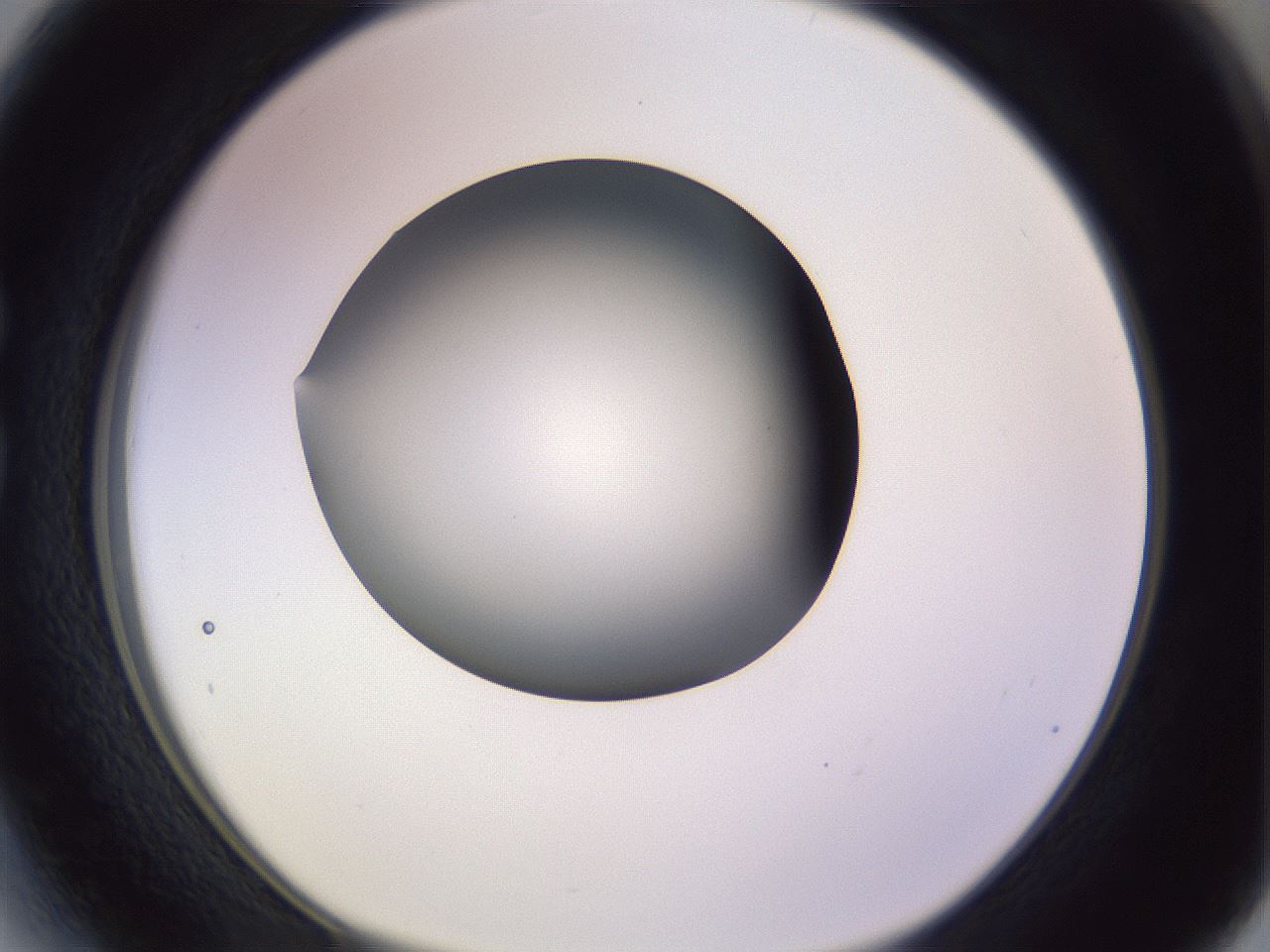 folderID359_plateID1359_batchID4716_wellNum27_profileID1_d1_r82118_ef.jpg
