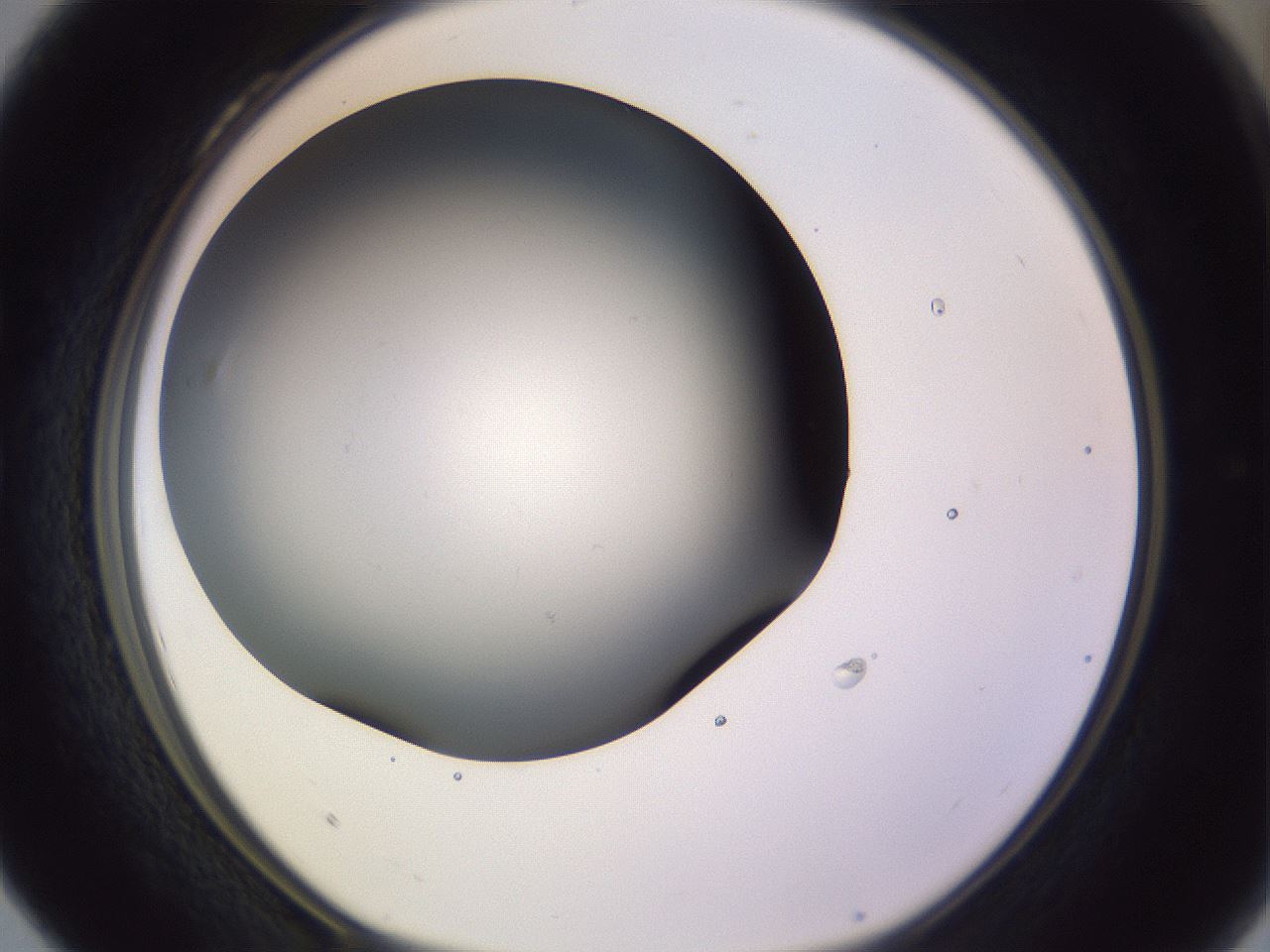 folderID359_plateID1359_batchID4716_wellNum28_profileID1_d1_r82119_ef.jpg