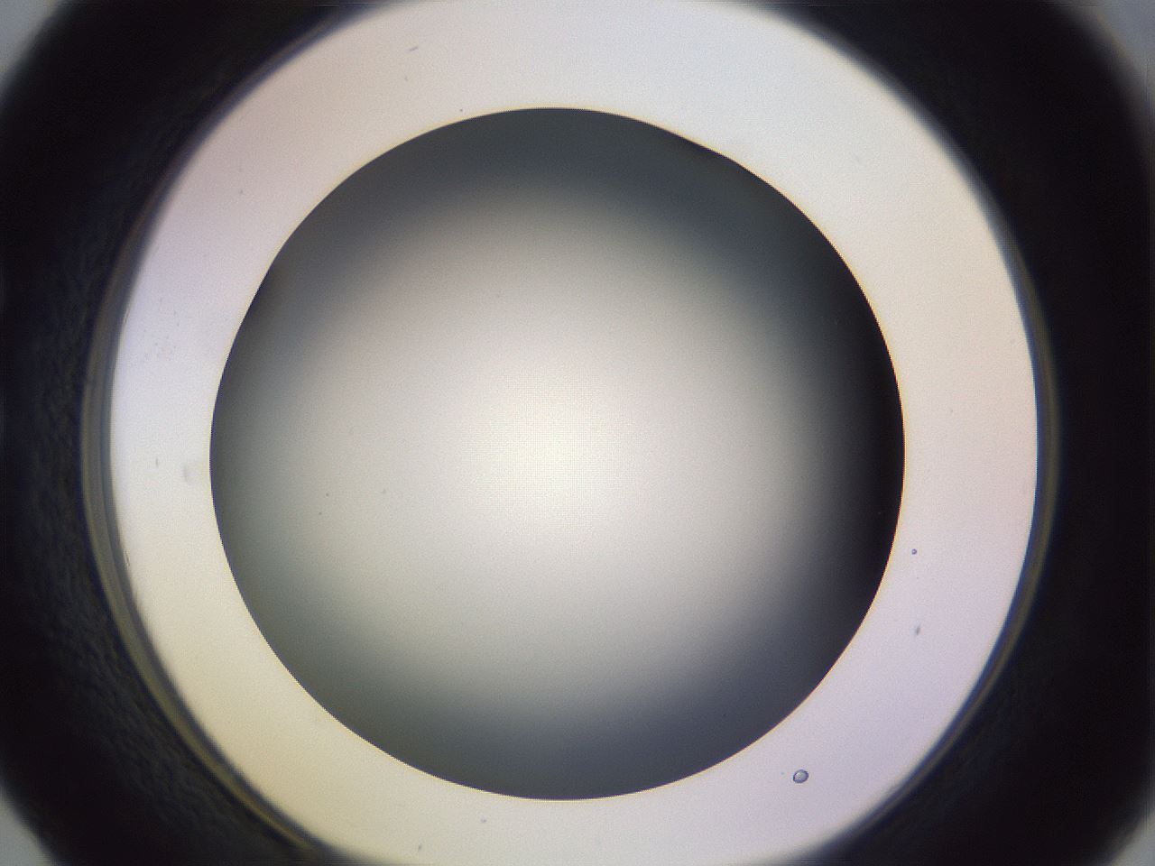 folderID359_plateID1359_batchID4716_wellNum29_profileID1_d1_r82120_ef.jpg